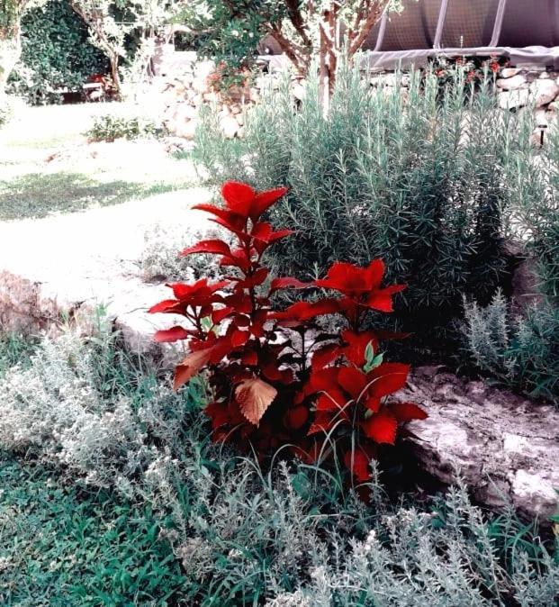 מוסטר Villa Melograno מראה חיצוני תמונה